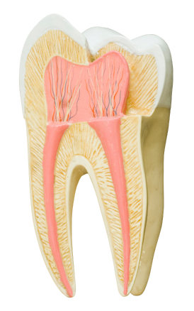 Importance of Tooth Enamel