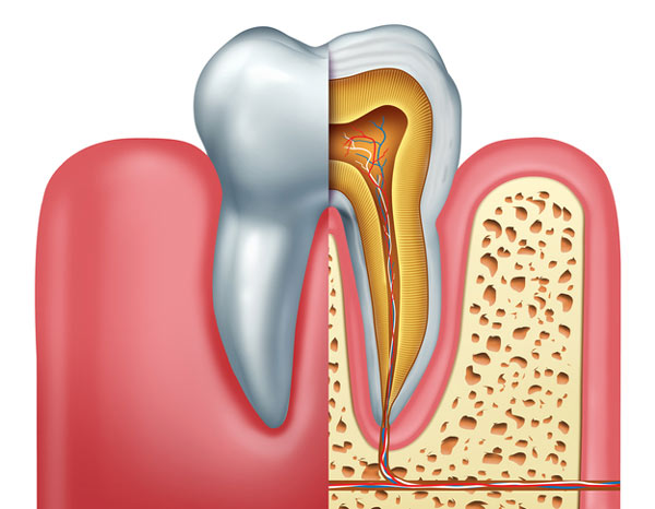 Diagram of tooth showing tooth root at Singing River Dentistry.